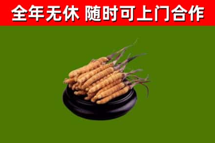 肃宁县回收散虫草